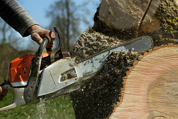 How Our Tree Care Process Works  in  Palmer, AK